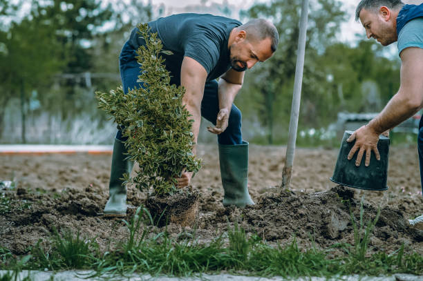 Best Lawn Mowing  in Delta Junction, AK