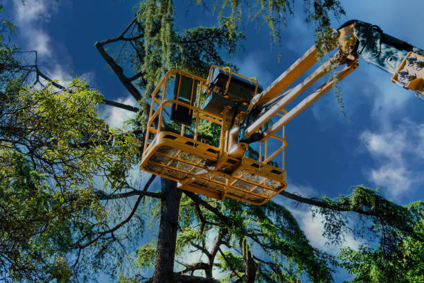 Best Arborist Consultation Services  in Delta Junction, AK