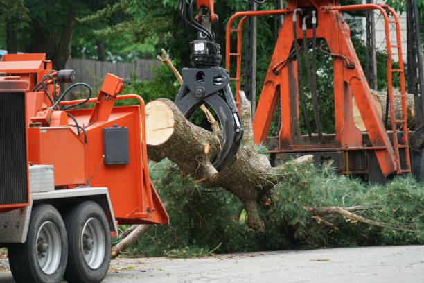How Our Tree Care Process Works  in  Delta Junction, AK