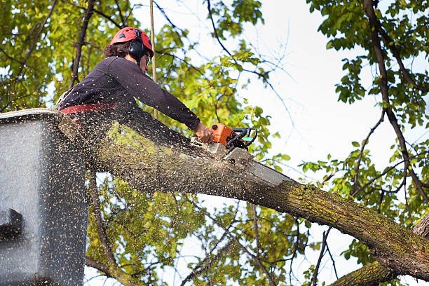 Best Commercial Tree Services  in Delta Junction, AK